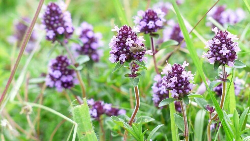 用于阴茎增大的百里香草本植物